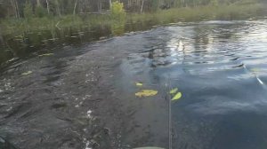 Рыбалка на спиннинг на озере в Архангельской области.