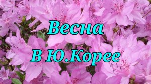 Весна в Ю.Кореи