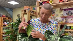 Калатея Медальон | Чем калатеи отличаются друг от друга - смотрите в видео | Найди 10 отличий