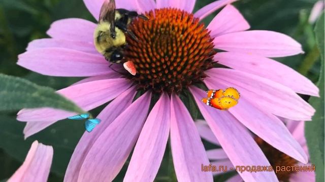Эхинацея пурпурная Мэгнус (echinacea Purpurea) ? Мэгнус обзор: как сажать, саженцы эхинацеи Мэгнус