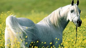 Лошадь, природы созданье чудесное   *
