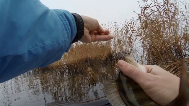 Клюет ОКУНЬ на КАЖДОМ забросе! LOBSTER от Fanatik. Лучшая Приманка на Окуня!!!!! БЕШЕНЫЙ КЛЕВ ОКУНЯ смотреть онлайн