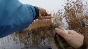 Клюет ОКУНЬ на КАЖДОМ забросе! LOBSTER от Fanatik. Лучшая Приманка на Окуня!!!!! БЕШЕНЫЙ КЛЕВ ОКУНЯ