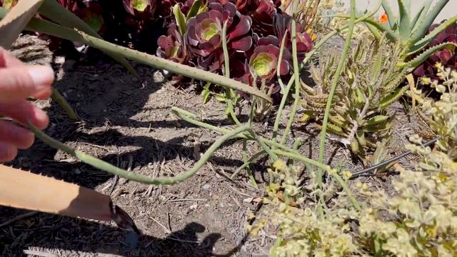 Drought Tolerant Garden Tour | May 2022 смотреть онлайн