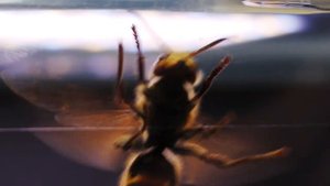 ЧТО ЕСЛИ БОГОМОЛ УВИДИТ ШЕРШНЯ - ВЕРСУС ШЕРШНЯ и БОГОМОЛА