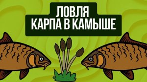 Ловля КАРПА в КАМЫШАХ! ОШИБКИ и СОВЕТЫ!