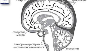 Гемато-энцефалический барьер (ГЭБ), Ликвор, Гемато-ликворный барьер (ГЛБ)