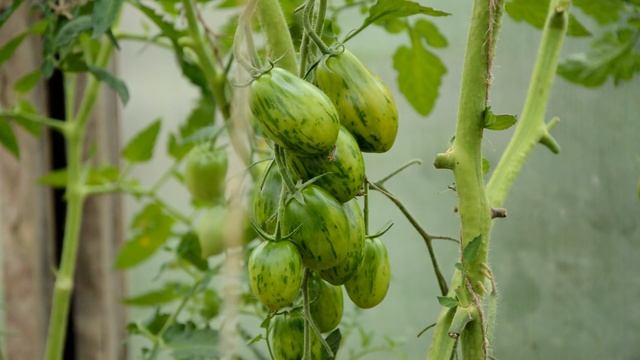 Томат Суперэкзотик смотреть онлайн