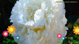 Пион молочноцветковый Дабл Вайт. Краткий обзор, описание paeonia lactiflora Double White
