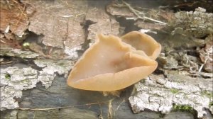 Jelly Mushroom  (Auricularia auricula)  Spore Release.