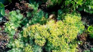 Мой сад и огород.Грядки,цветы,клумбы