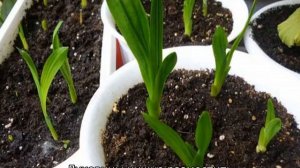 Цветок фрезия