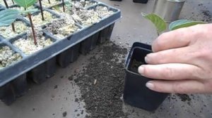 Черенки гортензии Самарская Лидия дали корни.