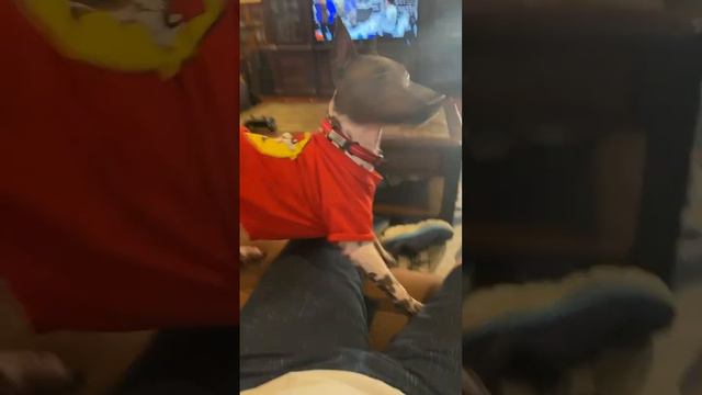 American Hairless Terrier T-Claude Catches the Squeaky Toy