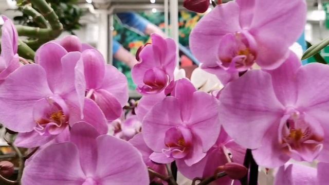 Шоу продолжается. Свежий завоз орхидей на витринах Бауцентра г. Омск. смотреть онлайн
