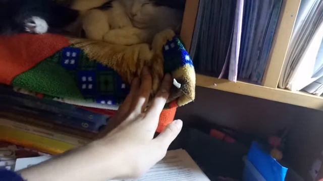 Мій котик впервые сказал на камеру смотреть онлайн