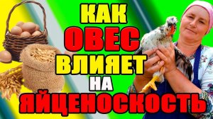 Как ОВЕС влияет на яйценоскость и оперение наших кур.