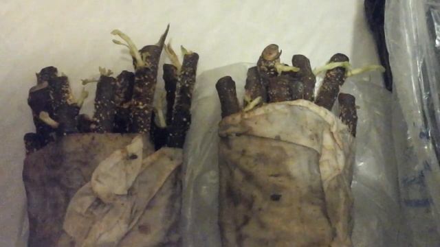 Инжир. Мои ошибки в 2018г. смотреть онлайн