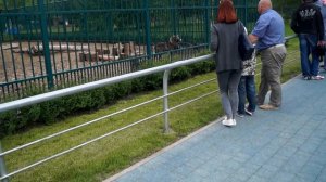 РОГА И КОПЫТА