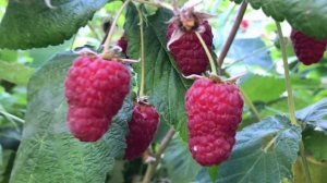 Малина «Брянское диво» ? Крупноплодный, сладкий, ремонтантный сорт