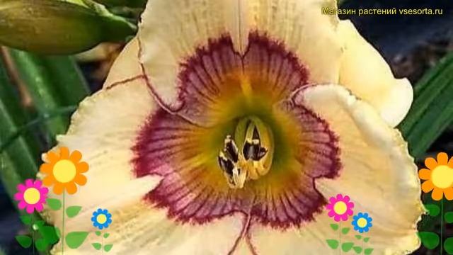 Лилейник гибридный Рейнбоу Кэнди. Краткий обзор, описание характеристик hemerocallis Rainbow Candy смотреть онлайн