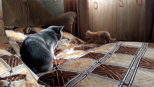 Кот и котёнок выясняют отношения Подружатся ли наши котики Феликс и Фокс смотреть онлайн