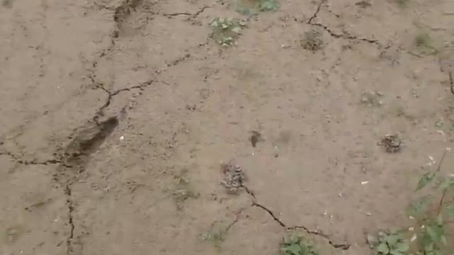 Дно Балановского водохранилища.  Крым  -  1 октября 2020 года.