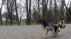 Йоркширский терьер   Все о породе собаки   Собака породы Йоркширский терьер