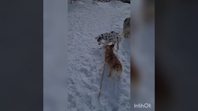 Воспитатель - это призвание ?