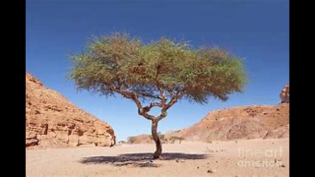 LES PLANTES DE LA BIBLE : ACACIA смотреть онлайн