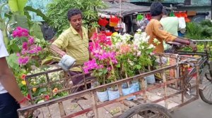 Pentas  Plant, Sweet Autumn Clematis Vine, Chapa Plant || Galiff Street Flower Plants Market Visit