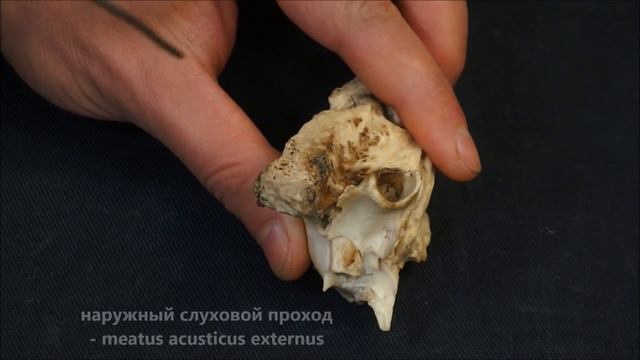 височная (+каменистая) кость домашних животных смотреть онлайн