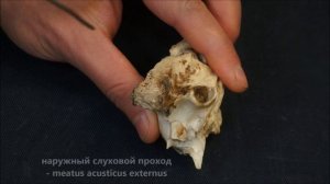 височная (+каменистая) кость домашних животных