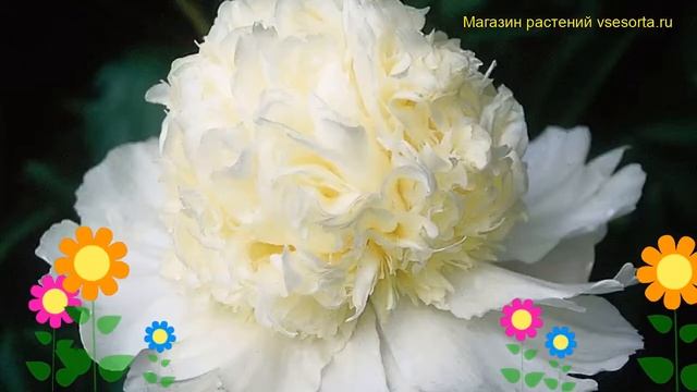 Пион молочноцветковый Чарли Уайт. Краткий обзор, описание paeonia lactiflora Charle's White смотреть онлайн