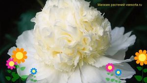Пион молочноцветковый Чарли Уайт. Краткий обзор, описание paeonia lactiflora Charle's White
