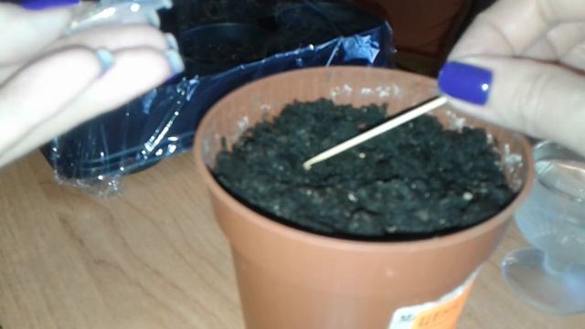 Как посадить бакопу смотреть онлайн