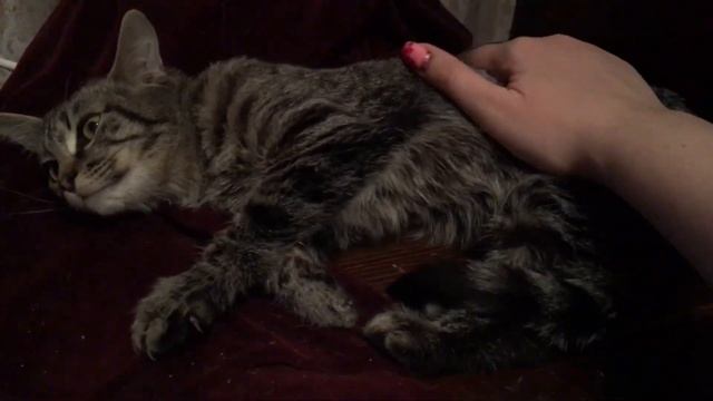 Котёнок (девочка) бесплатно смотреть онлайн