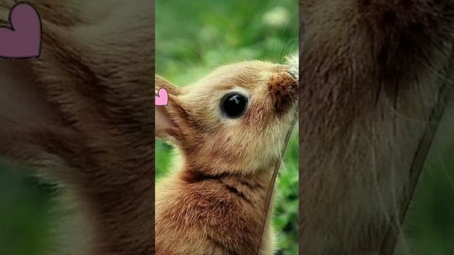 Самые милые фото животных ❤ смотреть онлайн