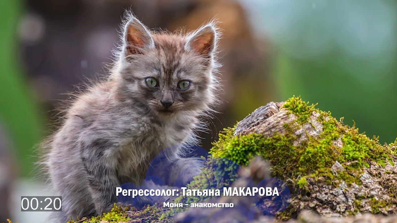 Знакомство с Моней | Фрагмент сеанса регрессии Татьяны Макаровой