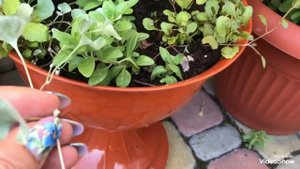 Дихондра Серебристый Водопад. 100 процентное размножение!