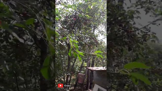 Саратов - первый день на даче // 15 июля 2020 // @Олег смотреть онлайн