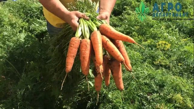 Морковь Боливар F1 от компании Limagrain, морковная программа Vilmorin - HM.Clause смотреть онлайн