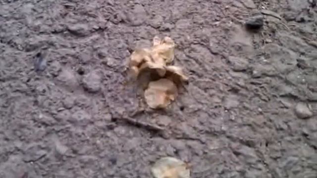 Муравей невероятный смотреть онлайн