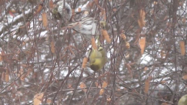 Птицы за моим окном. смотреть онлайн