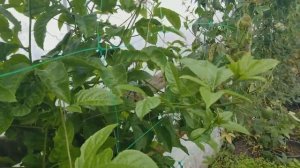 Пассифлора плодовая Инкарната Северная.  Созрели плоды.