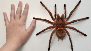 Поговорим? Пауки птицееды. Theraphosa stirmi