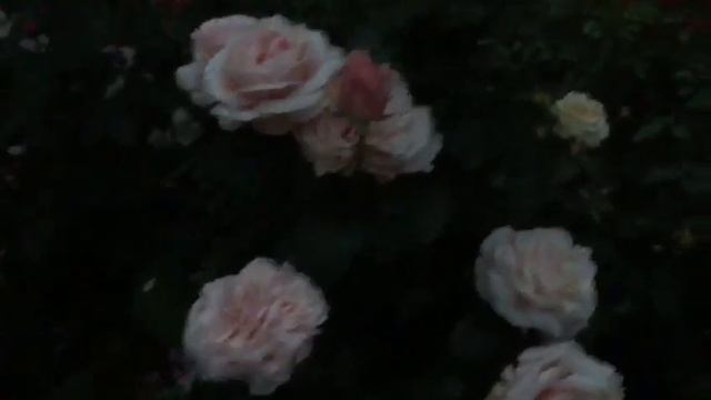 Роза АФРОДИТА ( Aphrodite) смотреть онлайн