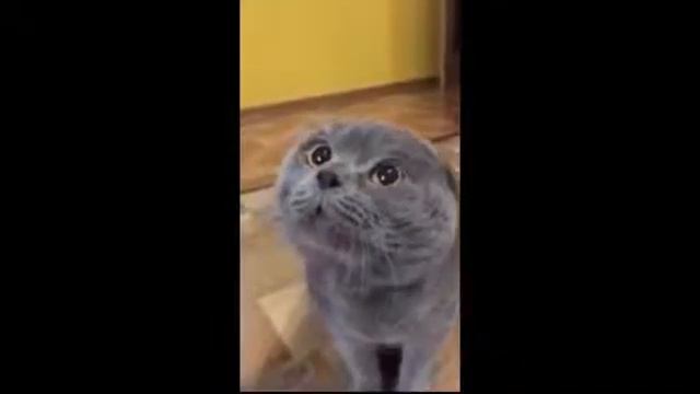 Кот говорит:голова моя болит смотреть онлайн