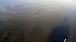 Рыбалка в Сумах (Сумское водохранилище)