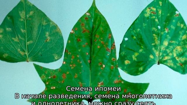 Ипомея — что за растение, описание, сорта